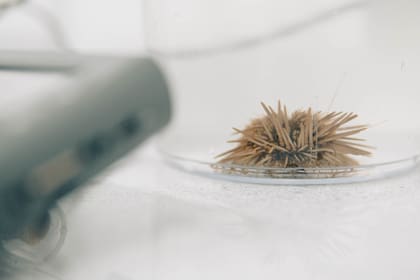 La empresa EriSea cria erizos en un laboratorio en Puerto Madryn
