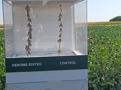 La empresa está trabajando en una soja editada para que el cultivo de alto rinde no presente problemas de vuelco