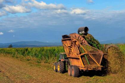 La empresa prevé moler 3,2 millones de toneladas de caña propia y 700 mil toneladas de cañeros independientes