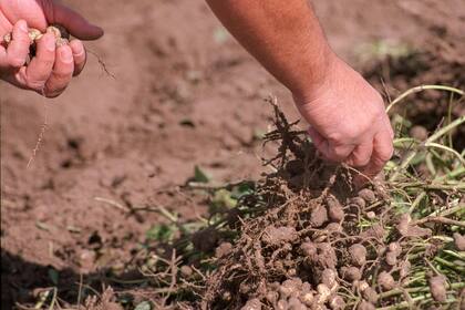 La empresa Prodeman es una de las maniceras más grandes del país