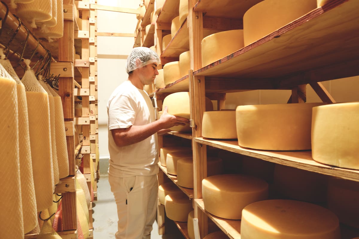 La empresa, que tiene 70 empleados, cuenta con un tambo propio con unas 500 vacas Holando que dan unos 12.000 litros diarios. Esa leche, sumada a la que compran en la región, integran los entre 25.000 y 30.000 litros diarios