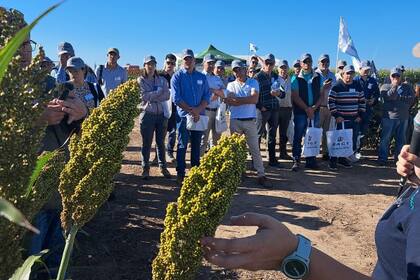La empresa RAGT Semillas organizó Expo RAGT Cultivos de VERANO 2025, una muestra donde el sorgo fue protagonista por sus posibilidades productivas, su estabilidad en los rindes y sus precios internacionales