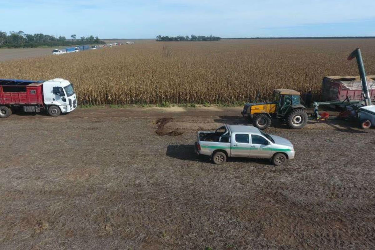 La empresa siembra 37.000 hectáreas