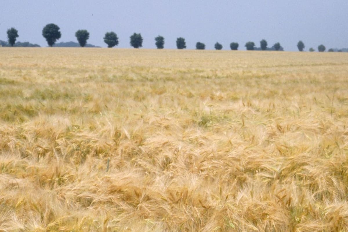 La empresa sumará variedades de Syngenta