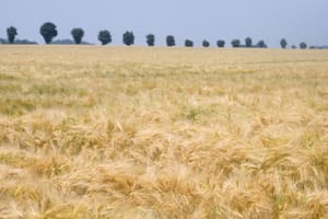 La empresa sumará variedades de Syngenta