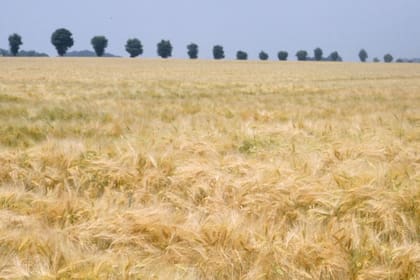 La empresa sumará variedades de Syngenta