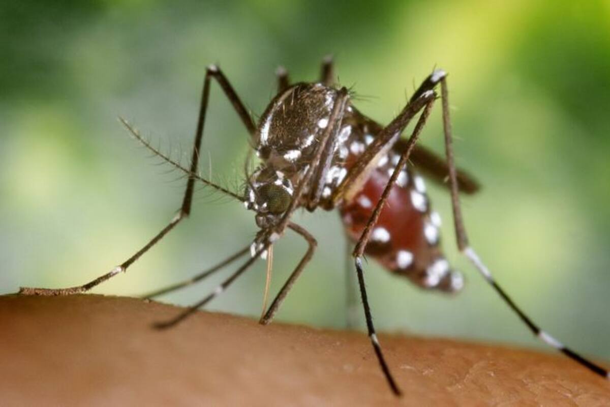 La empresa ya trabaja en Europa con mosquitos Tiger