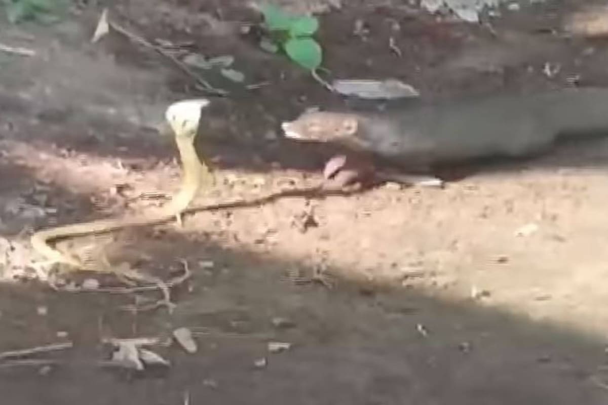 La encarnizada contienda entre el mamífero y la serpiente fue captada en un camino rural del distritio indio de Khordha y rápidamente se viralizó en las redes sociales