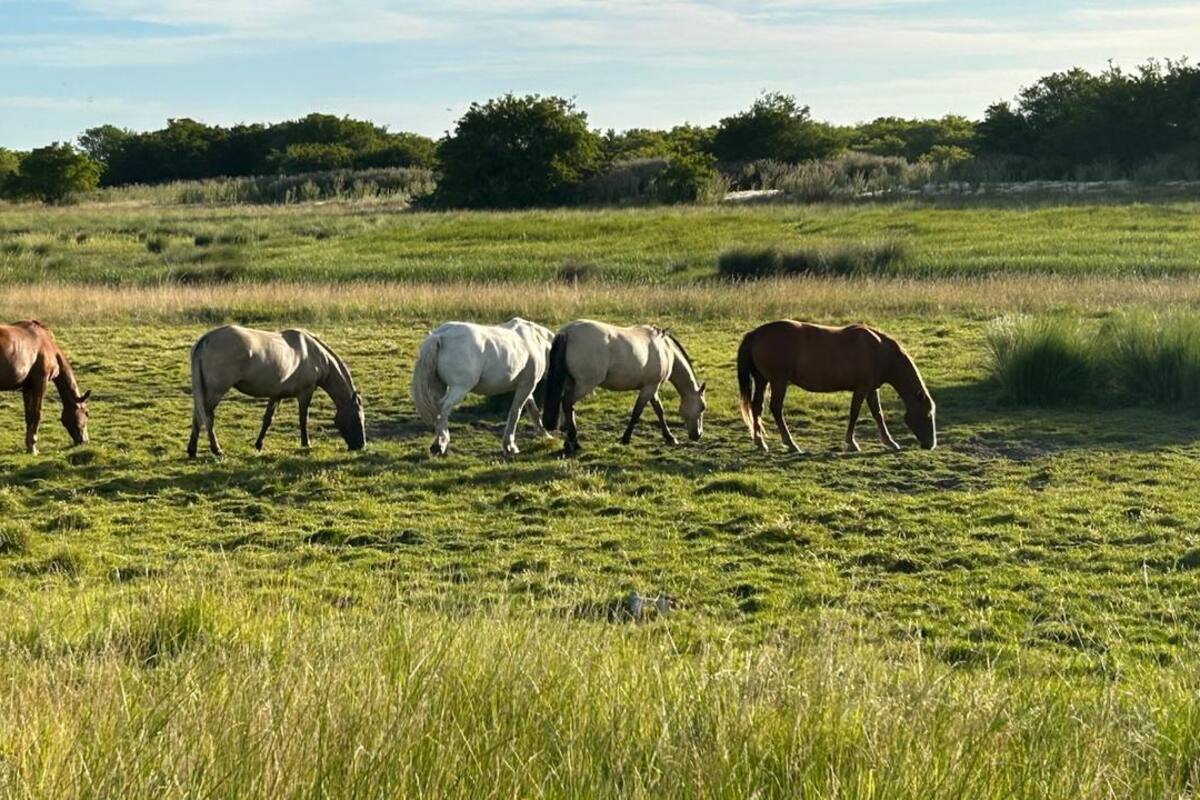la encefalomielitis equina no es la única amenaza que viaja en las alas de los mosquitos. “Estos insectos son transmisores de una amplia gama de enfermedades que afectan tanto a animales como a humanos, convirtiéndolos en un problema de salud pública”, detallaron