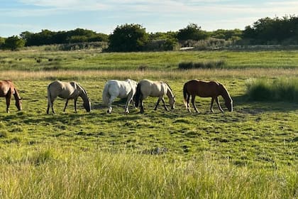 la encefalomielitis equina no es la única amenaza que viaja en las alas de los mosquitos. “Estos insectos son transmisores de una amplia gama de enfermedades que afectan tanto a animales como a humanos, convirtiéndolos en un problema de salud pública”, detallaron