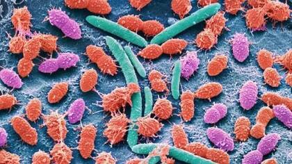 La encefalopatía hepática surge en el hígado, tiene efectos en el cerebro y su solución depende del control de las bacterias en el intestino