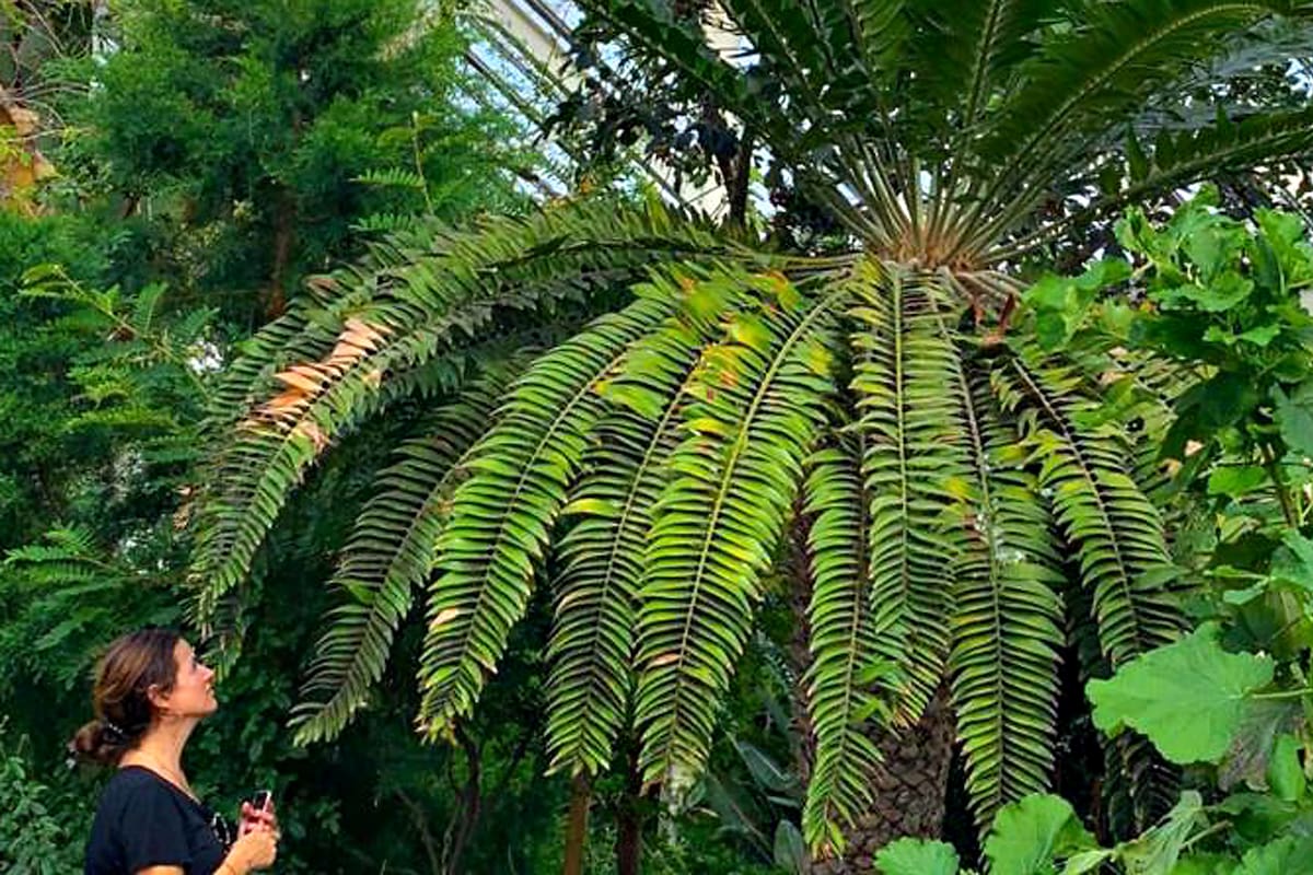La Encephalartos woodii está de hecho casi totalmente extinguida; solo se conservan clones macho del único ejemplar silvestre conocido, por lo que su reproducción natural es imposible
