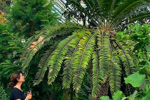 La Encephalartos woodii está de hecho casi totalmente extinguida; solo se conservan clones macho del único ejemplar silvestre conocido, por lo que su reproducción natural es imposible