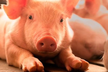 La enfermedad de Aujeszky es crucial para el sector. El virus provoca “grandes pérdidas económicas” en la producción porcina, afectando directamente por “fallas reproductivas, la muerte de lechones” y la disminución en la ganancia de peso