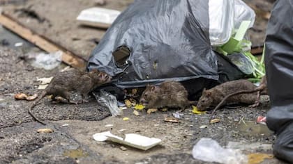 La enfermedad de Weil es causada por bacterias en la orina de las ratas