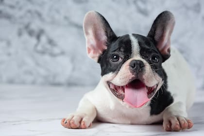 La enfermedad del bulldog francés y qué recomendaciones tener en cuenta