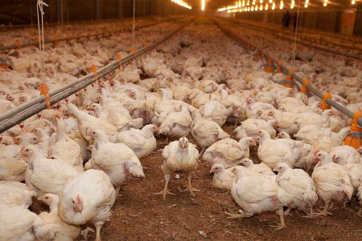 La enfermedad es altamente destructiva