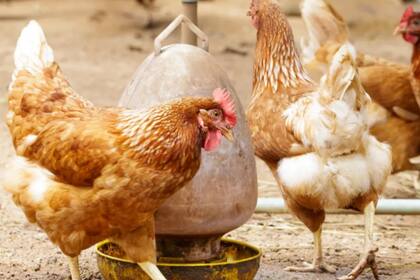 La enfermedad es contagiosa y destructiva si entra en establecimientos comerciales