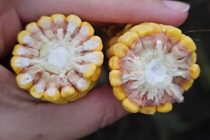 La enfermedad generó graves daños en la producción de maíz esta campaña agrícola