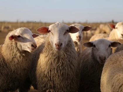 La enfermedad no es común en las ovejas, sin embargo, en el Senasa aclararon que con esto se confirma que pueden contagiarse del virus
