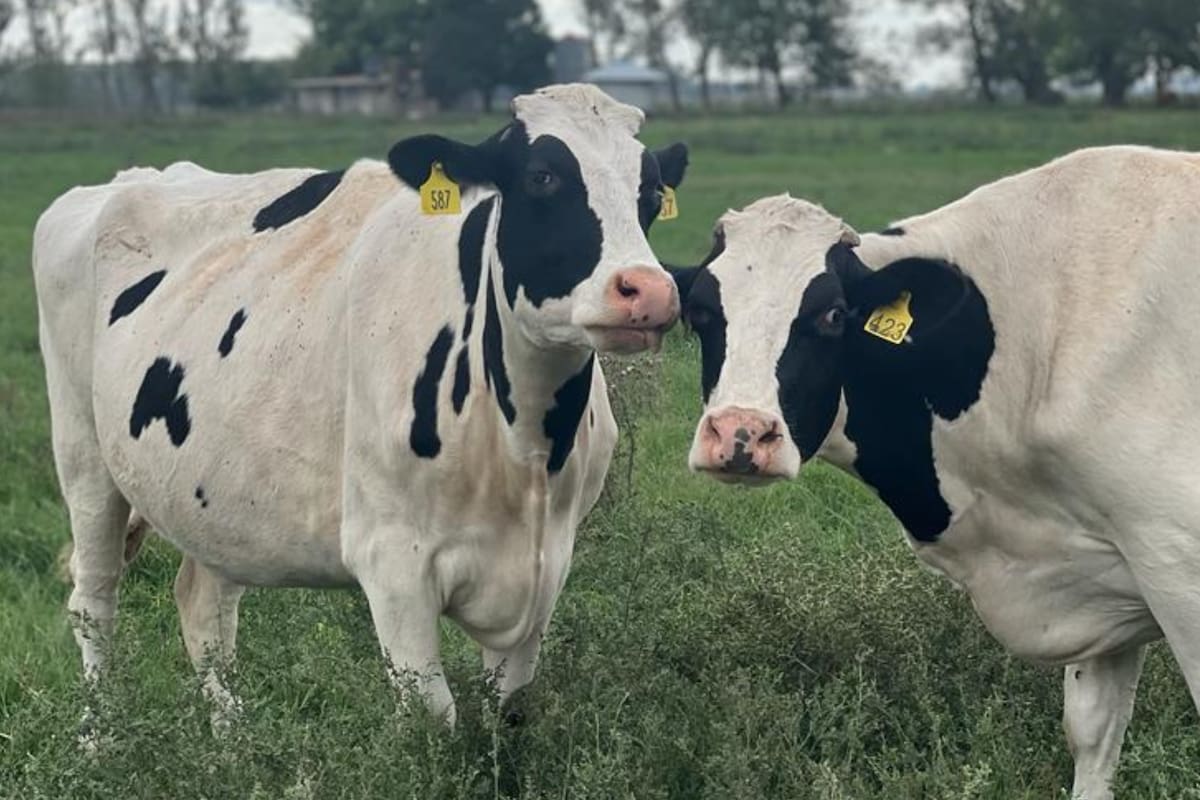 La enfermedad ocasiona pérdidas productivas