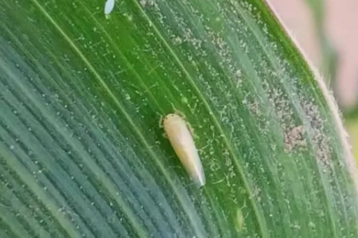 La enfermedad provoca síntomas graves como entrenudos acortados, proliferación de espigas infértiles, acortamiento del período de llenado de granos y muerte prematura de las plantas