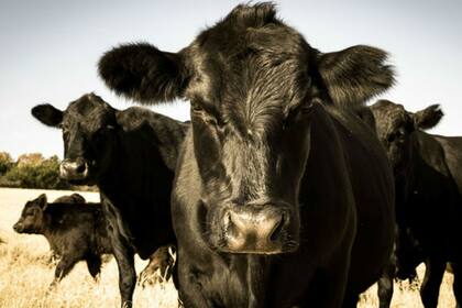 La enfermedad puede afectar a bovinos, entre otras especies