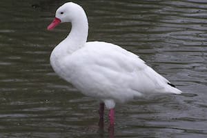 La enfermedad suele afectar al cisne coscoroba