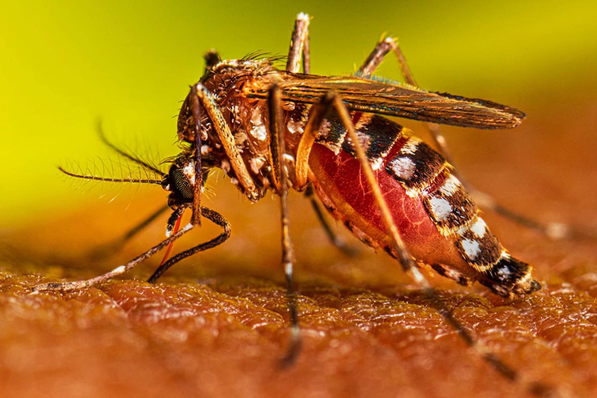 La enfermedad transmitida por el mosquito Aedes aegypti