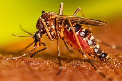 La enfermedad transmitida por el mosquito Aedes aegypti