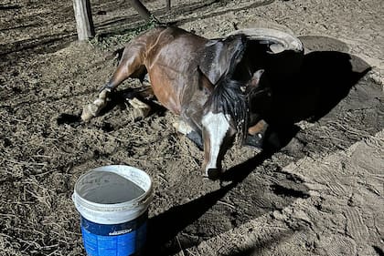 La enfermedad ya afectó a los caballos en 15 provincias