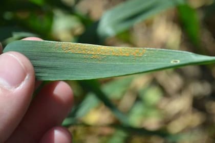 La enfermedad ya se detectó en triticales y podría afectar al trigo