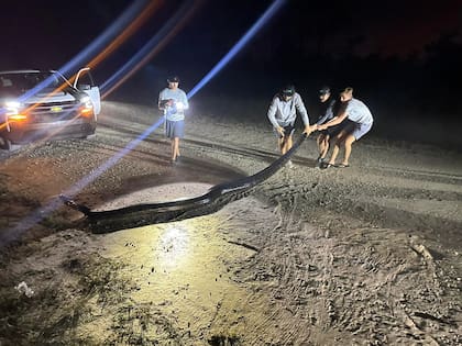 La enorme pitón birmana, de más de 5 metros, estaba en un camino de terracería