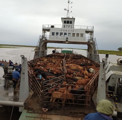 La entidad, junto al municipio de Gualeguay y diversas entidades gestionaron “de manera inmediata para poner a disposición una barcaza del ejército, modificada para tal fin con capacidad para 400 animales, que se encontraba operativa en la provincia gracias a la gestión del actual gobierno provincial”
