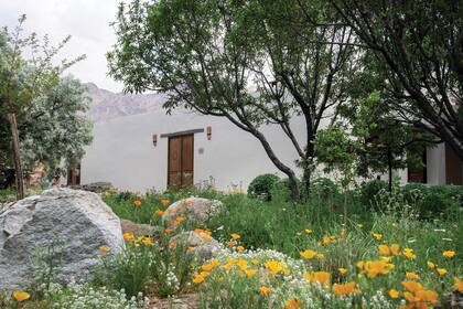 La entrada a la casa con un Elaeagnus angustifolia de follaje gris que armoniza con los cerros y con las rocas. Más atrás, sedum podados en forma redondeada que contrastan con la plantación silvestre.
