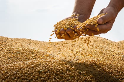 La entrada del grano nuevo en el circuito comercial es un fundamento bajista para la soja en el mercado estadounidense