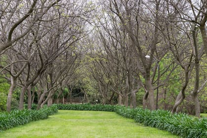 La entrada está flanqueada por tipas que también aportan su aroma.
