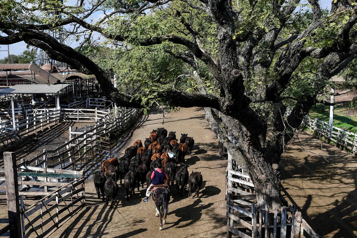 La entrada fue menor a las necesidades de los compradores