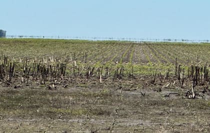La entrada y estancamiento del agua les hizo perder la planta a Carrera, pero luego de diez días pudieron volver a resembrar