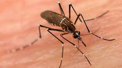 La epidemia de dengue se encuentra en su pico máximo