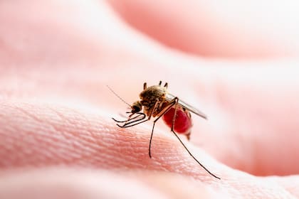 La epidemia de dengue sigue activa y la Organización Panamericana de la Salud reporta 3 millones de personas infectadas