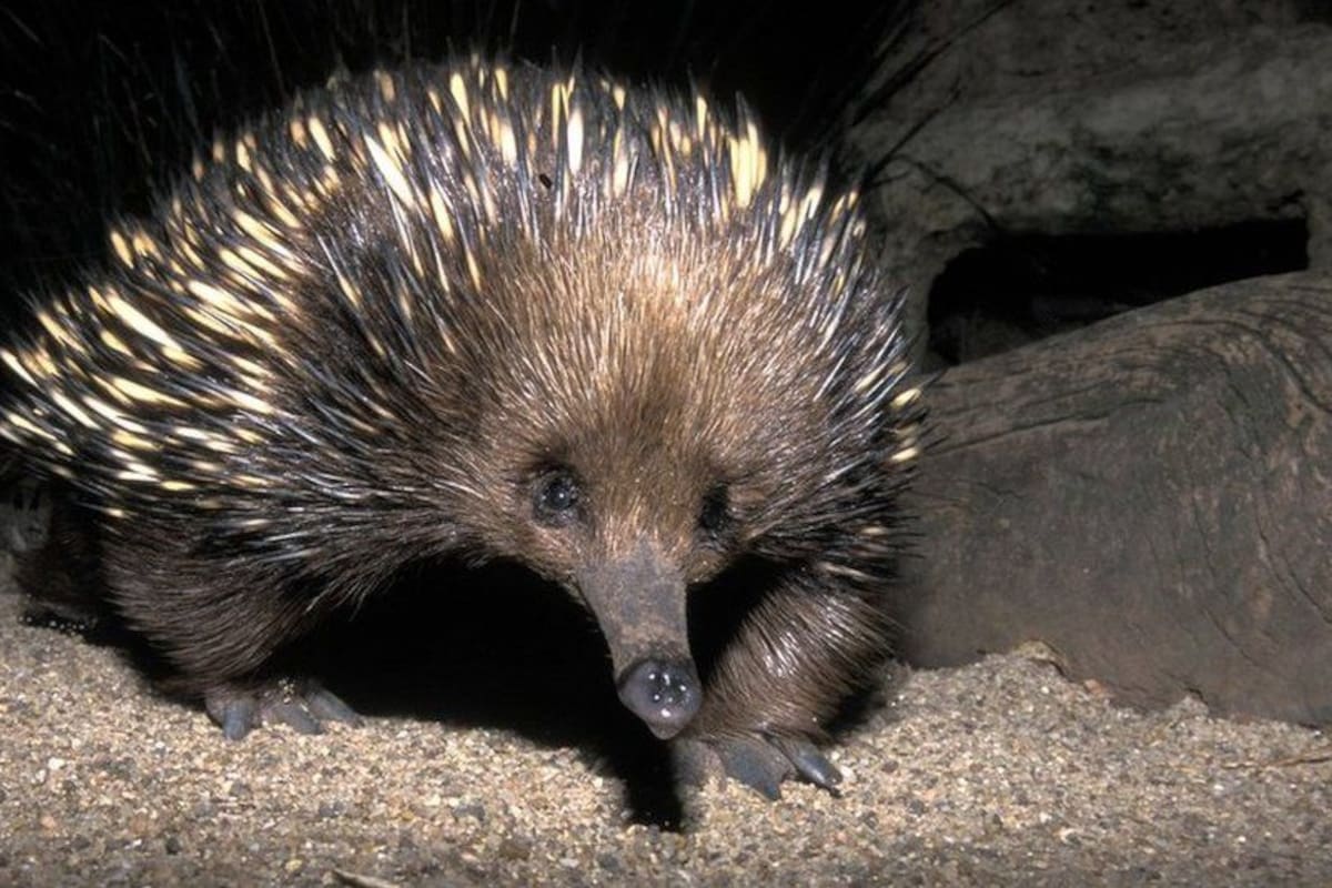 La equidna redescubierta fue llamada David Attenbourgh en honor al reconocido comunicador y naturalista británico