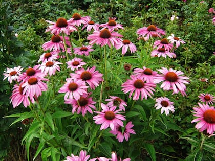 La equinacea purpurea requiere suelo fértil y muy bien drenado, prefiere el sol o media sombra y riego moderado. Tolera muy bien el frío
