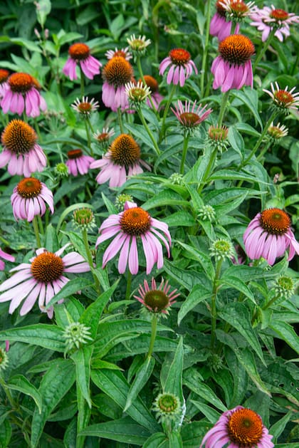 La equinacea tiene el doble propósito de ser ornamental y medicinal
