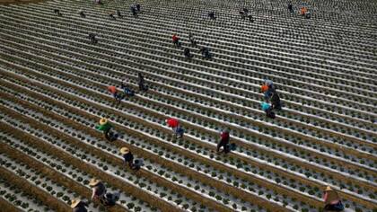 La escasez de trabajadores en la agricultura podría hacer subir los precios de productos esenciales