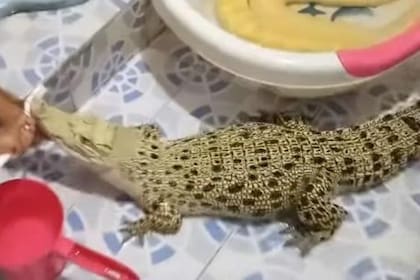 La escena causa sorpresa y ternura