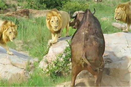 La escena ocurrió en el Parque Nacional Kruger, de Sudáfrica, y en él se ve cómo los felinos merodean y estudian al bóvido antes de saltar sobre él para devorarlo