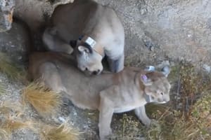 La escena sorprendió a los especialistas (Foto: @rewilding_argentina)