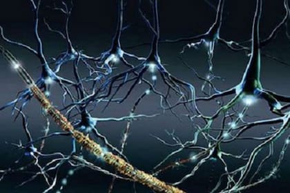 La combinación de estímulos visuales y auditivos a frecuencia gamma baja (40 Hz) logró potenciar la neurogénesis y la conectividad neuronal en el hipocampo