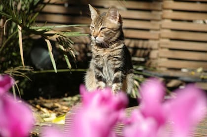 La especialista explicó por qué los gatos no deben compararse con los perros